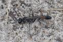 Ammophila pubescens (Heath Sand Wasp).jpg